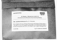 Ascobolus furfuraceus image